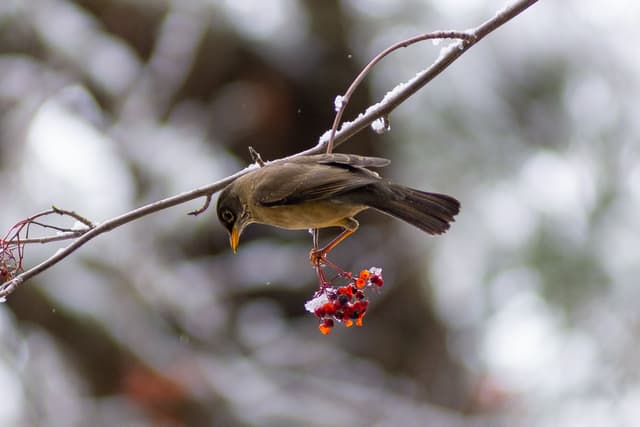 BIRD DETECTOR