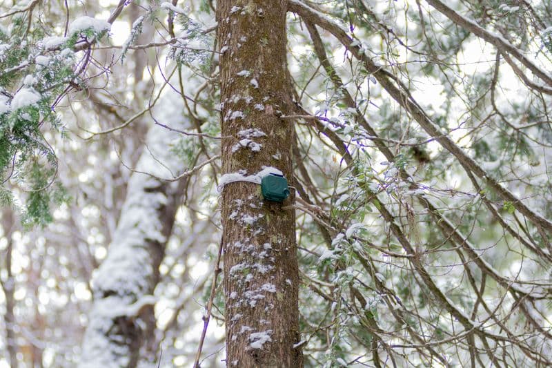 TinyML in Action: Building a bird detector that fits in the palm of your hand